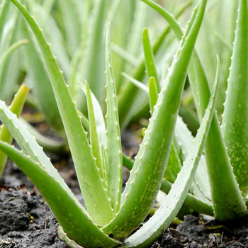 Aloe Vitality